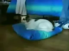 Murzyn zabawia się z dość jasna suką krissy lynn